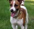 Jack Russell terrier