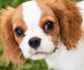 Cavalier King Charles