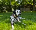 Dalmatien