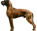 Dogue Alemão
