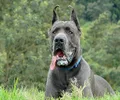 Dogue allemand