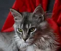 Maine Coon