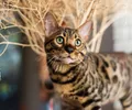 Bengal