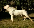 Dogue argentin