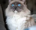 Ragdoll