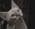 Burma-Katze