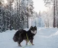Cão finlandês da Lapónia