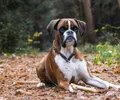 Boxer