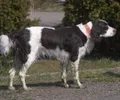Spaniel Francês