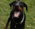 Dobermann