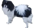 Spaniel Japonês