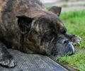 Cane Corso