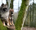 Altdeutscher Schäferhund
