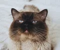 Himalaya