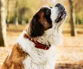 Saint-Bernard