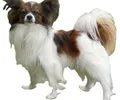 Spaniel Anão Continental