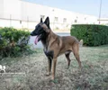 Berger belge malinois