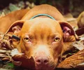 Pitbull