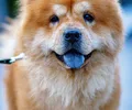 Chow Chow