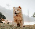 Chow-chow