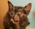 Lykoi