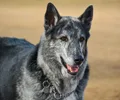 Blue Bay Shepherd