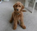 Goldendoodle