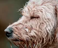 Labradoodle