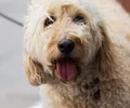 Labradoodle