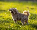 Cavapoo