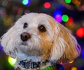Maltipoo