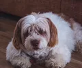 Bichon Havanês