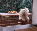 Bichon Maltês