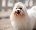 Bichon maltais