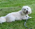 Coton de Tulear
