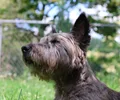 Cairn Terrier
