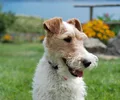 Fox terrier