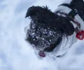 Affenpinscher