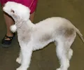 Bedlington Terrier
