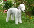 Bedlington terrier