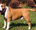 Bull Terrier