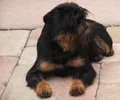 Belgischer Griffon