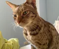Ocicat