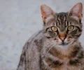 Ägyptische Mau