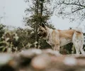 Akita Americano