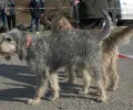Griffon Nivernais