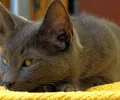 Korat