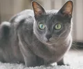 Korat