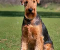 Airedale Terrier