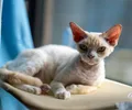 Devon Rex
